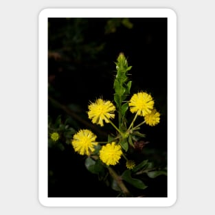 Hedge Wattle Sticker